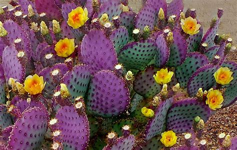 Purple cactus - The beavertail prickly pear cactus grows in hot deserts like the Mojave Desert and the Colorado Desert, however, it also naturally occurs throughout the Grand Canyon. This small to medium-sized …